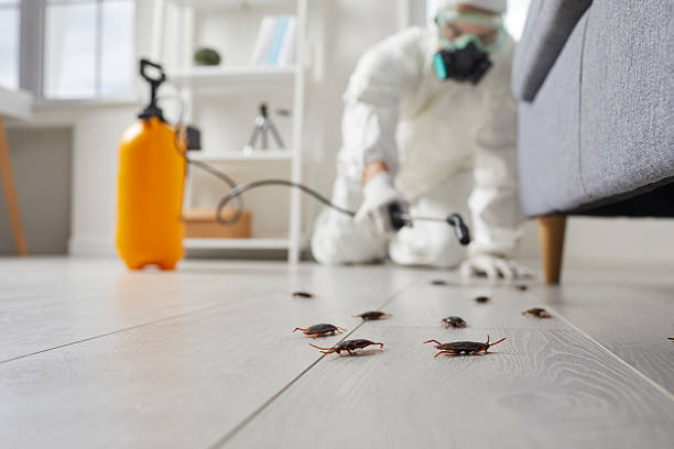 Post-Treatment Bed Bug Interceptor Monitoring in Brookfield
